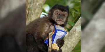A través de una campaña, buscan concientizar sobre la no alimentación de los animales de la reserva en el Parque Nacional Iguazú.