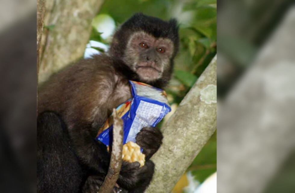 A través de una campaña, buscan concientizar sobre la no alimentación de los animales de la reserva en el Parque Nacional Iguazú