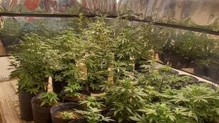 Secuestro de marihuana y otros elementos. (Policía)