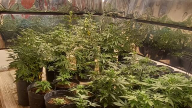 Secuestro de marihuana y otros elementos. (Policía)