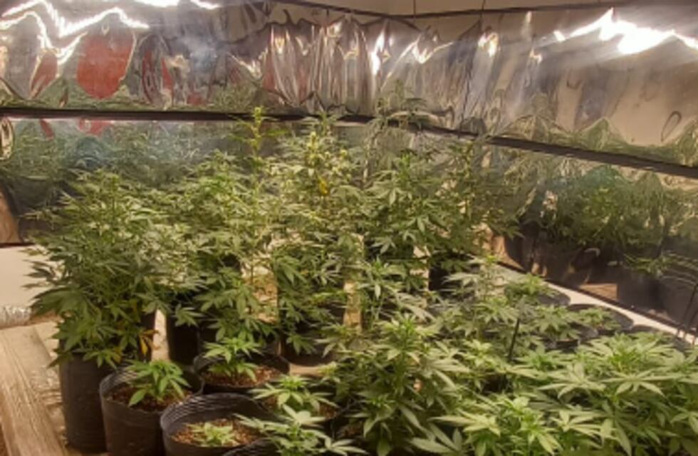 Los allanaron por un robo y les descubrieron un inmenso vivero de marihuana en Córdoba