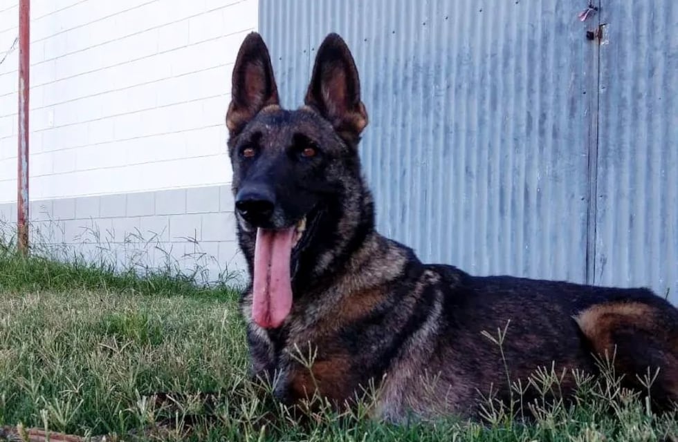 Murió Coni, una de las integrantes del K9 del Cuerpo de Bomberos Voluntarios de Arroyito