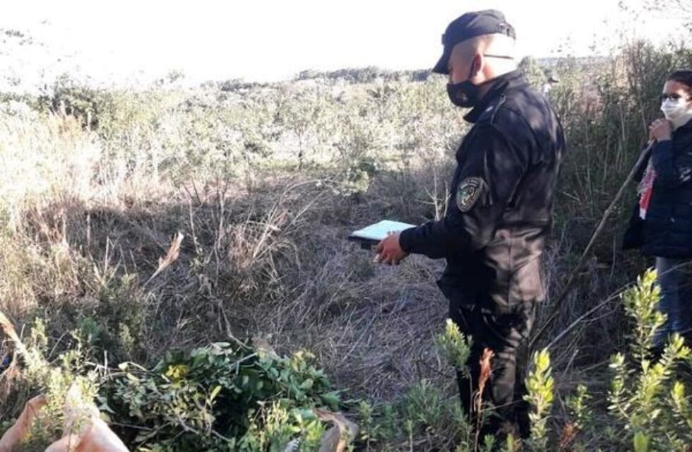 Aristóbulo del Valle: recuperan raídos de yerba y detienen a un hombre