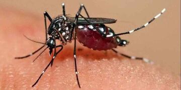 Confirman más de 400 casos de dengue en Salta