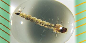 Una larva de Aedes aegypti, el mosquito transmisor del dengue.
