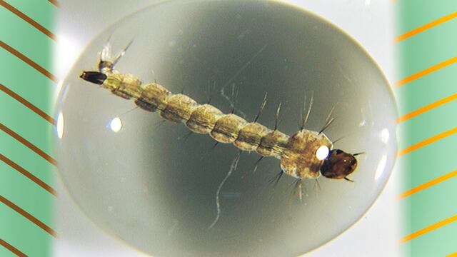 Una larva de Aedes aegypti, el mosquito transmisor del dengue.