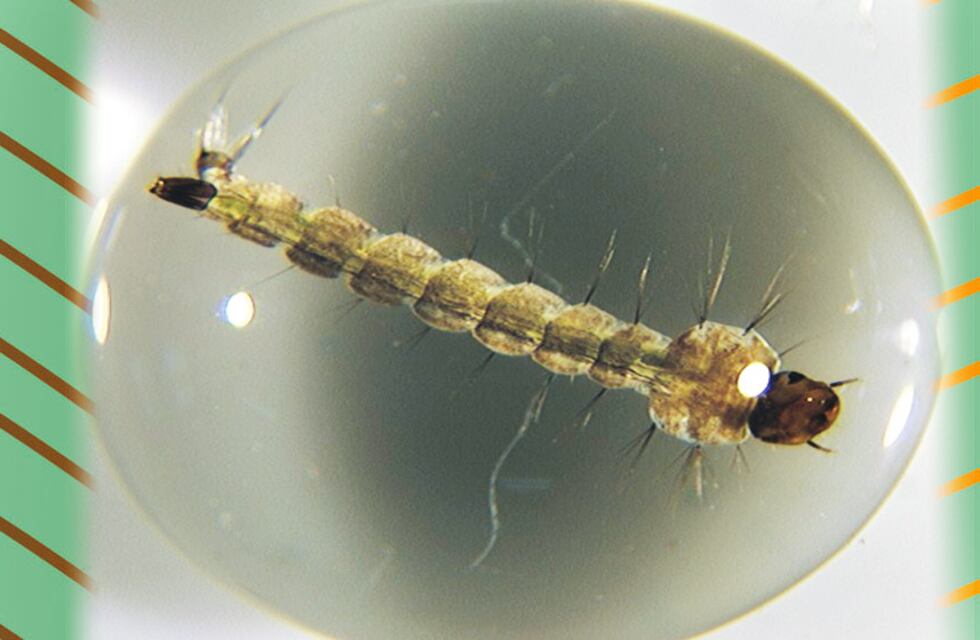 Alerta dengue: hallan en Jujuy, Salta y AMBA mosquitos resistentes a insecticidas