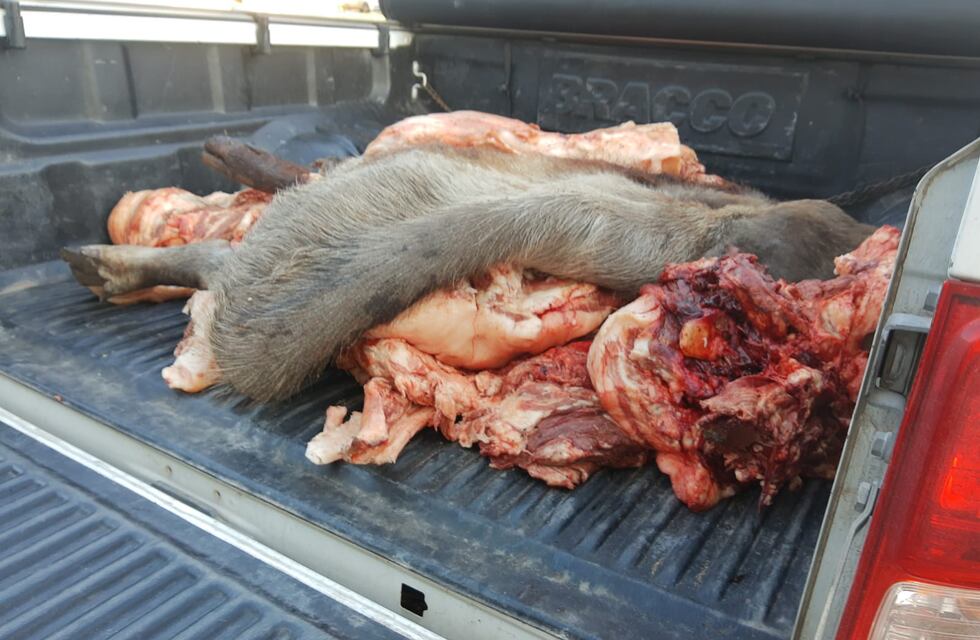 Un caso de triquinosis en Tres Arroyos