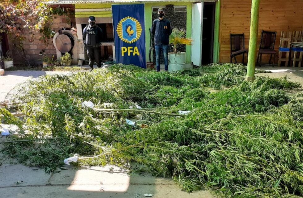 Atrapan a ex policía que cultivaba y vendía marihuana