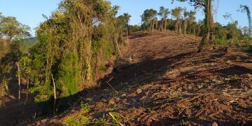 Guardabosques frenaron un desmonte ilegal en Colonia Guatambú
