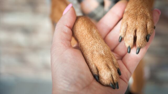 Efemérides. Día Mundial del Perro sin Raza. (Imagen ilustrativa)