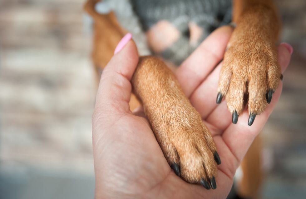 Las razas de perros más vulnerables al frío: cómo hacer que sufran lo menos posible