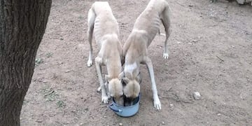 Los animales se encontraban en estado de desnutrición.