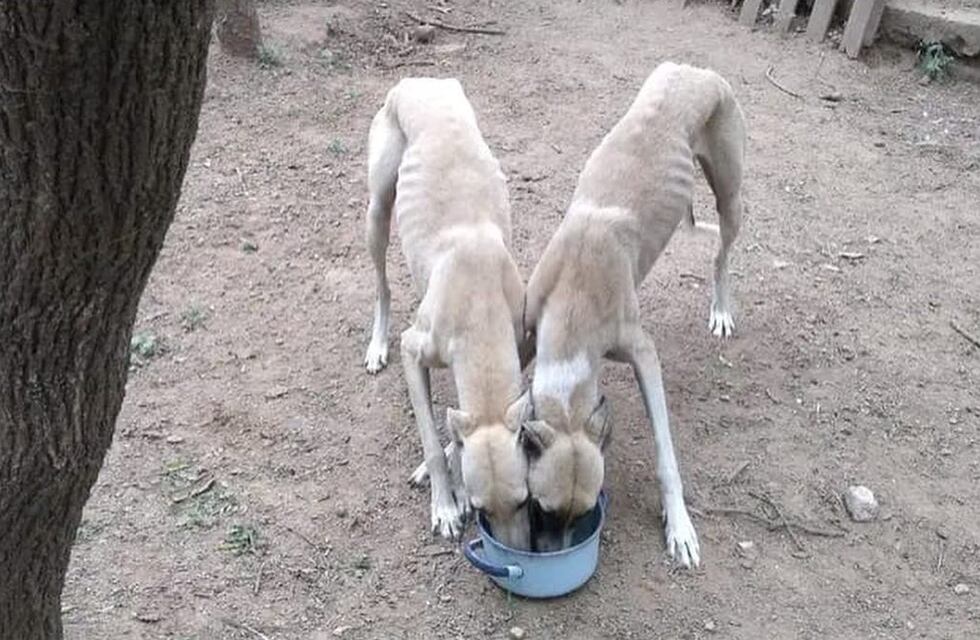 Bell Ville: rescataron a siete perros que sufrían maltrato animal y se los robaron