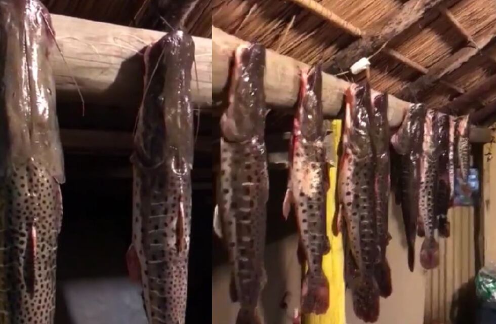 Repudiable: pescó 15 surubíes, no los devolvió y se grabó burlándose de los vecinos de Goya