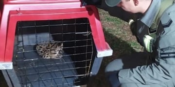 Oberá: pusieron a resguardo un gato onza bebé herido.