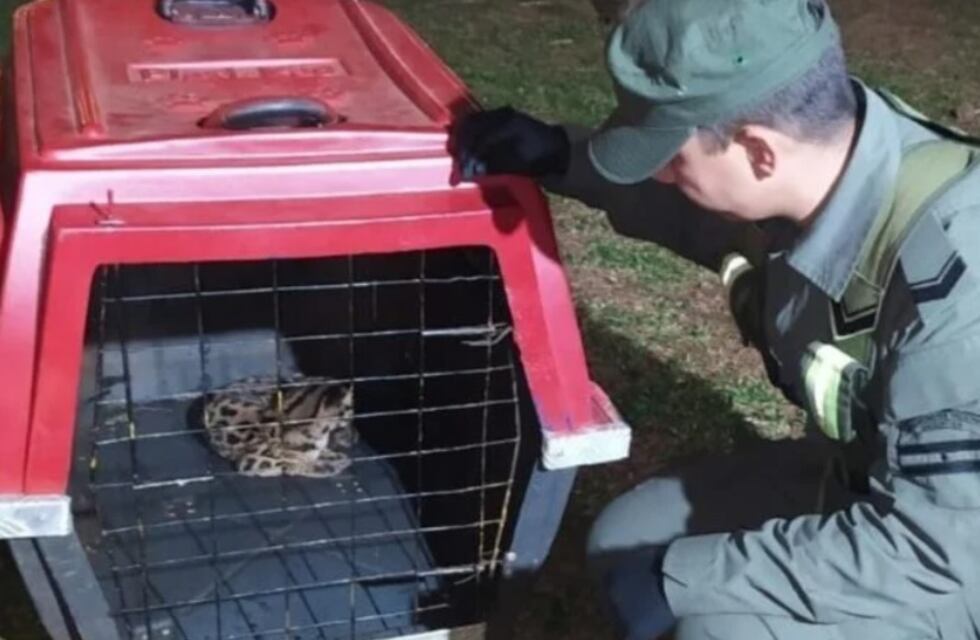 Oberá: pusieron a resguardo un gato onza bebé herido