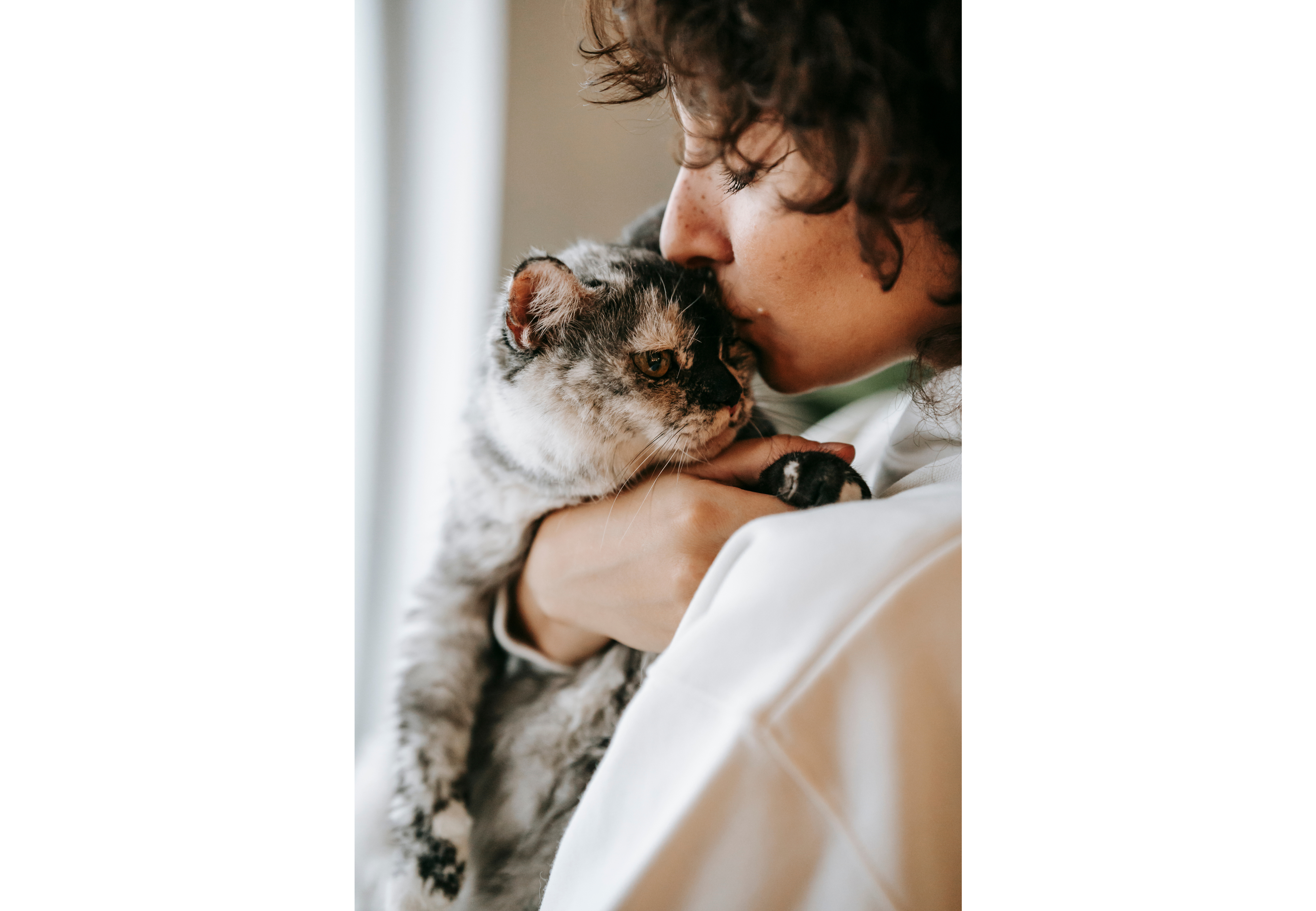 Tener un gato en casa: los múltiples beneficios.