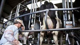 LECHERÍA. En una situación crítica (Archivo).