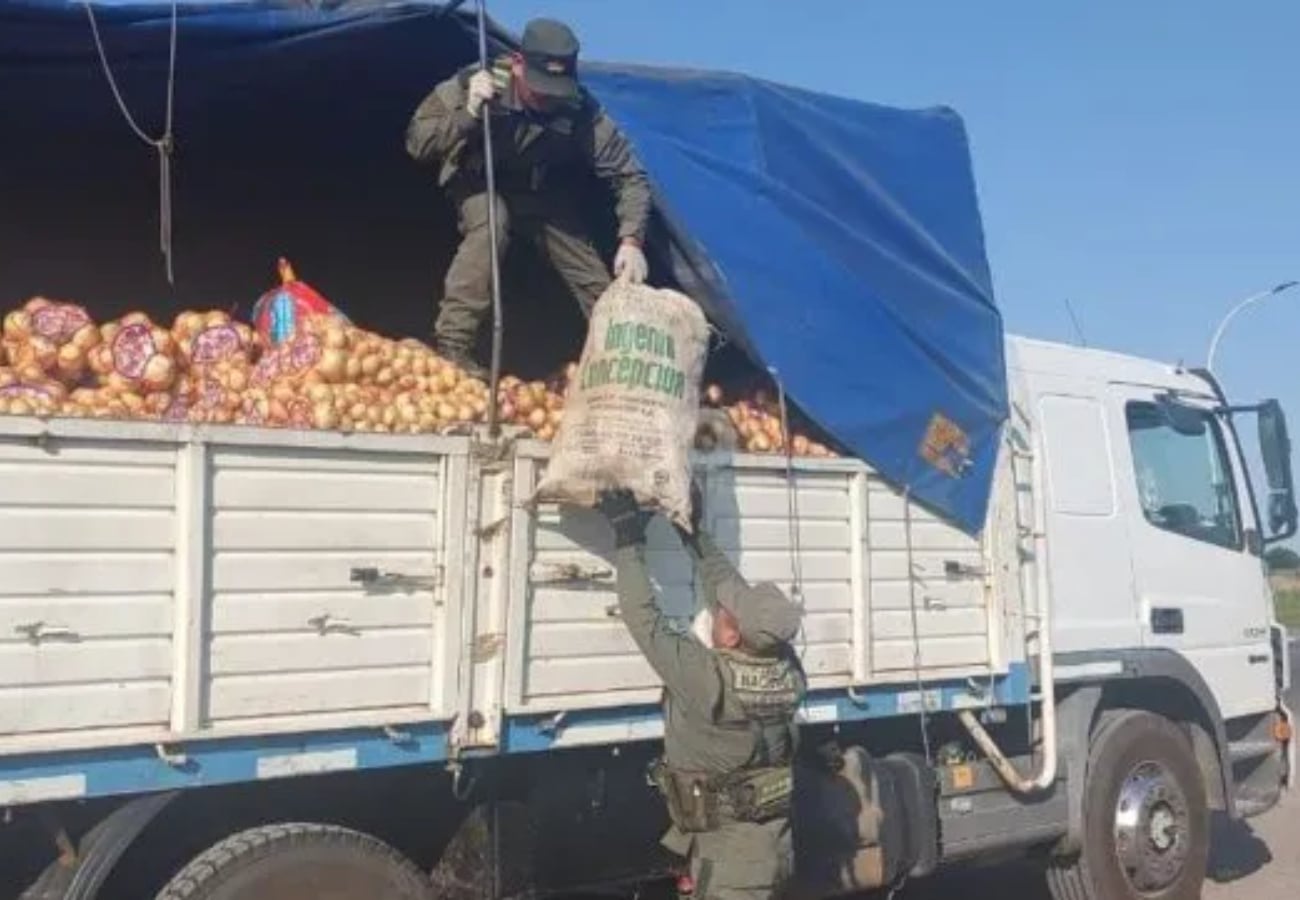 Secuestraron en Totoras más de 160 tortugas provenientes de Santiago del Estero