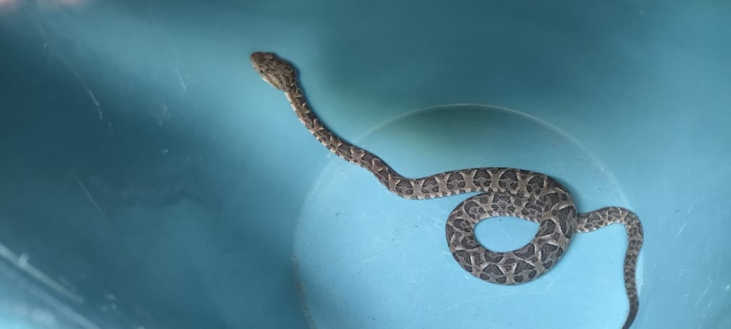 Una vecina encontró una serpiente yarará en su cama.