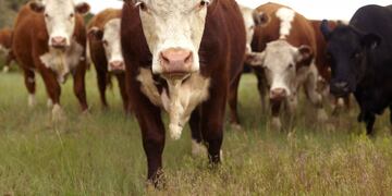 Nueva encuentro de capacitación para ganaderos de Entre Ríos