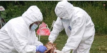 GRIPE AVIAR. Detectan nuevos casos en aves traspatio en Córdoba y extreman los controles. (Gentileza Senasa)