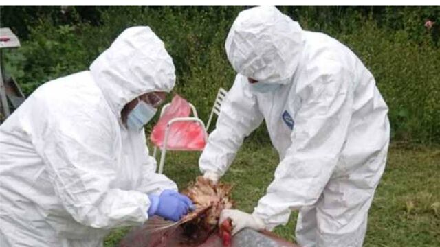 GRIPE AVIAR. Detectan nuevos casos en aves traspatio en Córdoba y extreman los controles. (Gentileza Senasa)