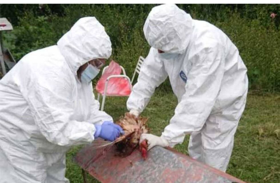 Gripe aviar en la provincia de Córdoba: detectan el sexto caso