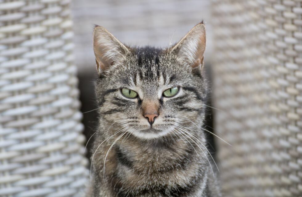 Un gato atacó a un piloto y obligó a hacer un aterrizaje de emergencia