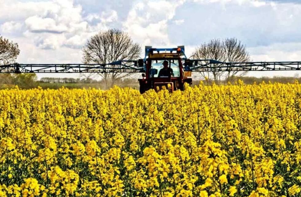 Cosecha de la Brasicca Carinata