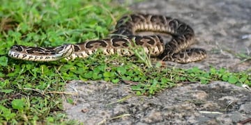 Yararás, (Bothrops alternatus)