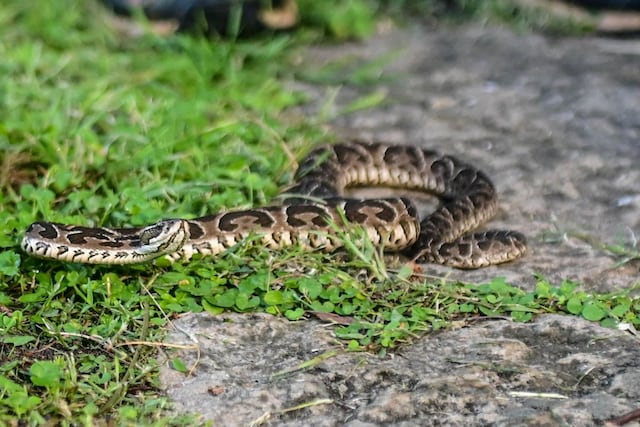 Yararás, (Bothrops alternatus)