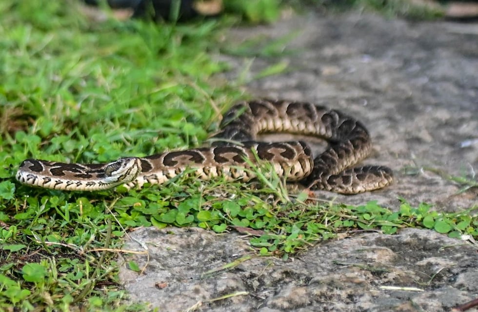 Presencia de yararás en días de calor: recomendaciones para evitar riesgos y proteger la biodiversidad