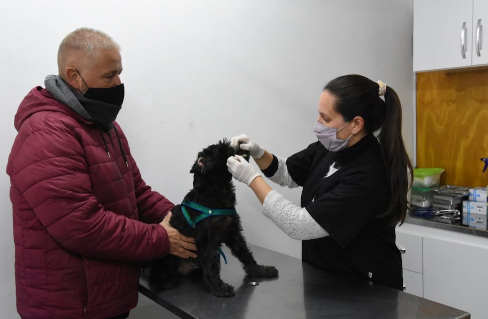 Centro de Atención Primaria para mascotas: en 15 días, 180 intervenciones