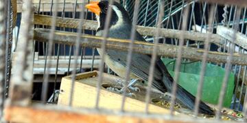 Siete Cuchillos (Saltatora urantiirostris) es una de las aves más costosa en el mercado negro en la Región Cuyo