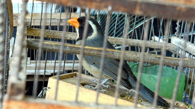 Siete Cuchillos (Saltatora urantiirostris) es una de las aves más costosa en el mercado negro en la Región Cuyo