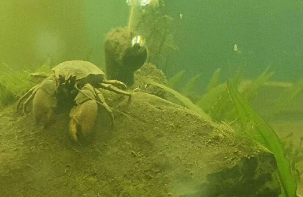 Después de más de seis años, encontraron un cangrejo en peligro de extinción