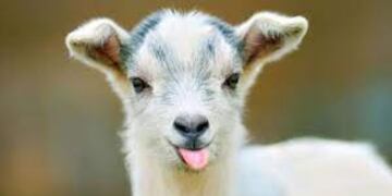 Apareció una cabra por las calles de un barrio de Santa Fe y revolucionó a los vecinos (Imagen ilustrativa).