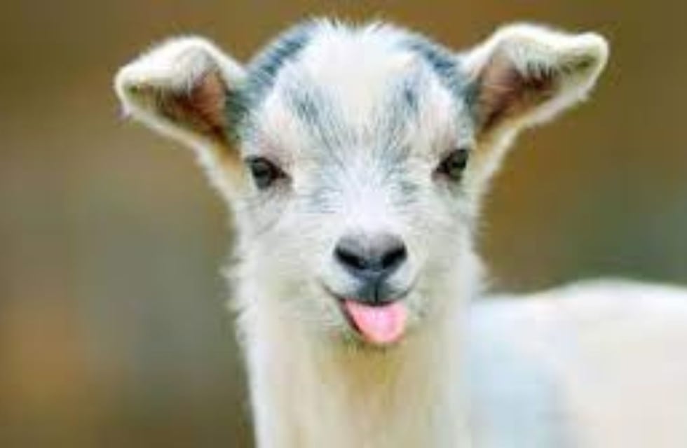 Video: una cabra pasea por las calles de Santa Fe y se volvió viral