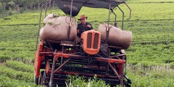 El Gobierno de Misiones impulsa créditos para el sector tealero.