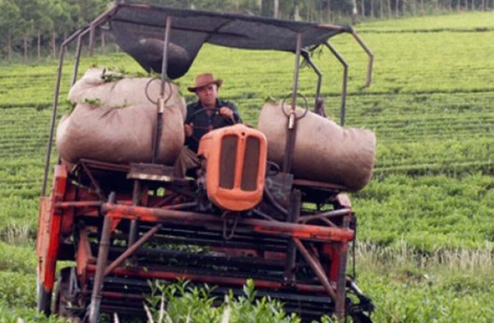 El Gobierno de Misiones impulsa créditos para el sector tealero