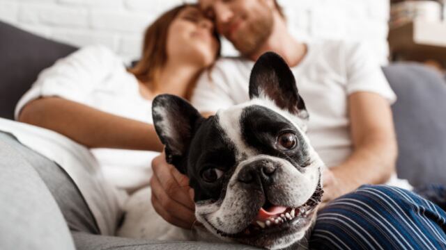 Existen diferentes tipos de razas caninas y algunas ladran en menor proporción que otras. Foto/Freepik