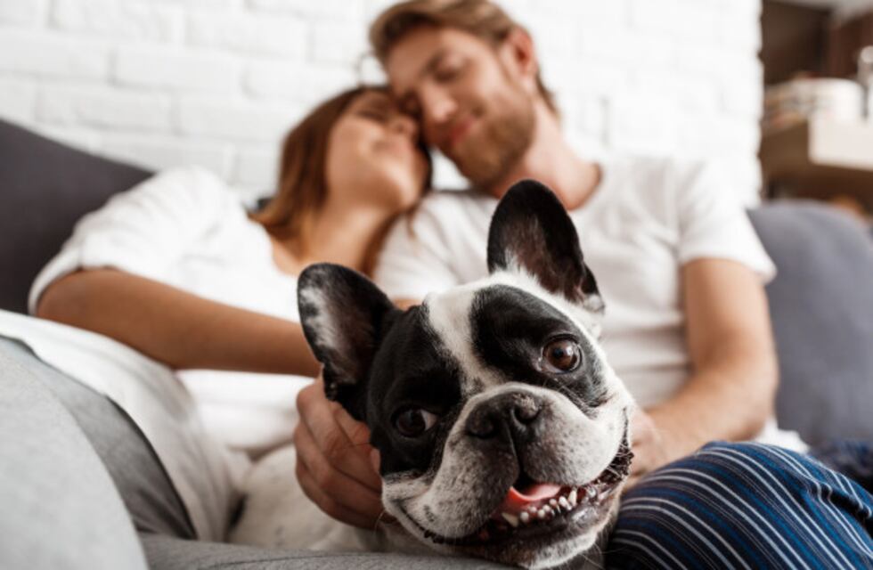 Cuáles son las razas de perros que ladran menos