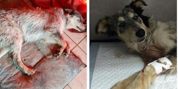 Olivia fue operada y volverá a su casa