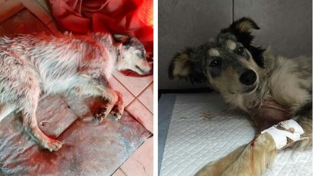 Olivia fue operada y volverá a su casa