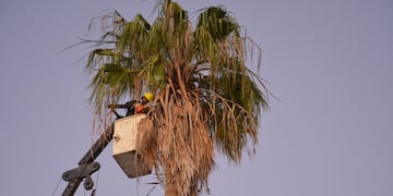 Descopado de árboles