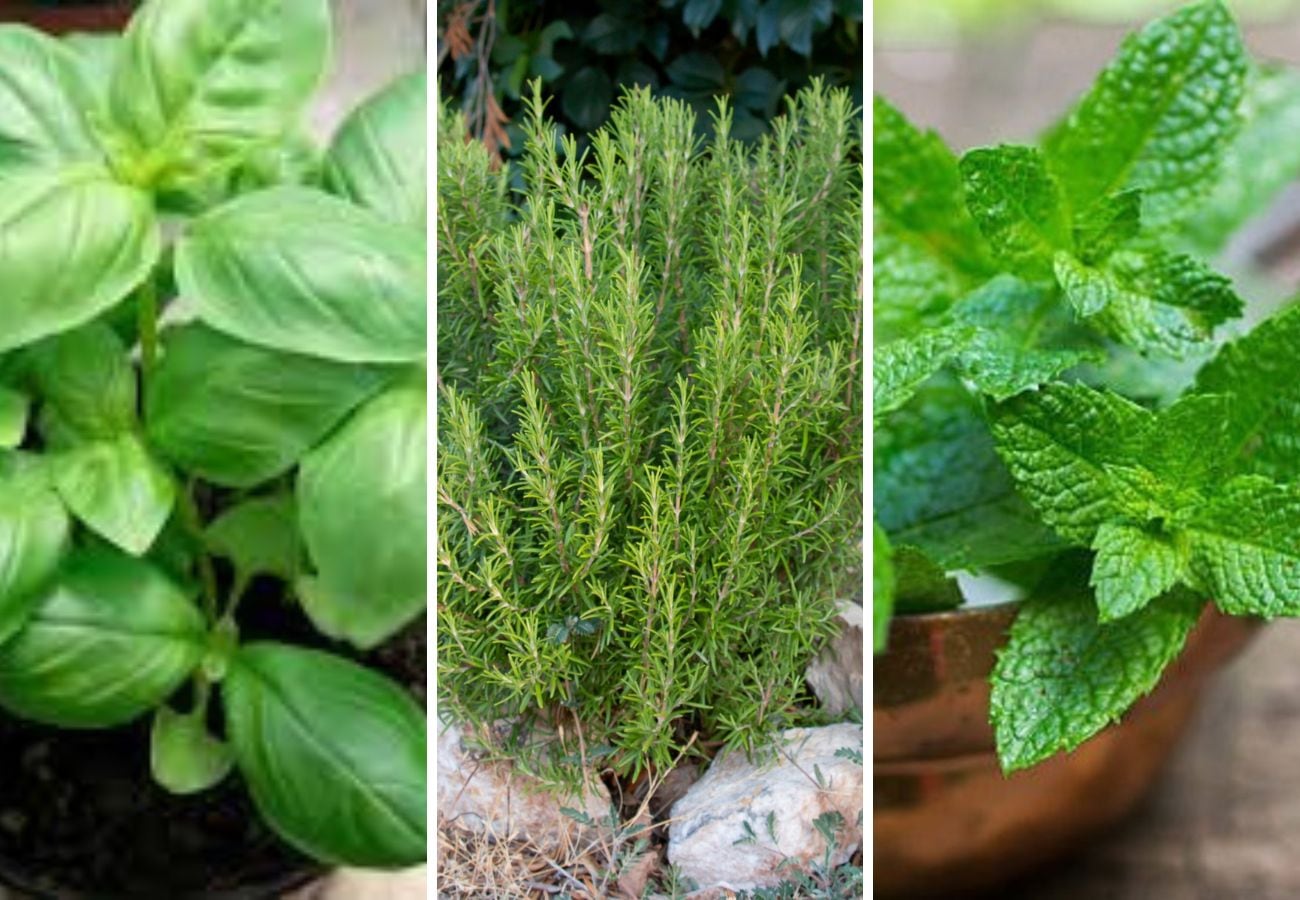 Las plantas que alejan a las arañas