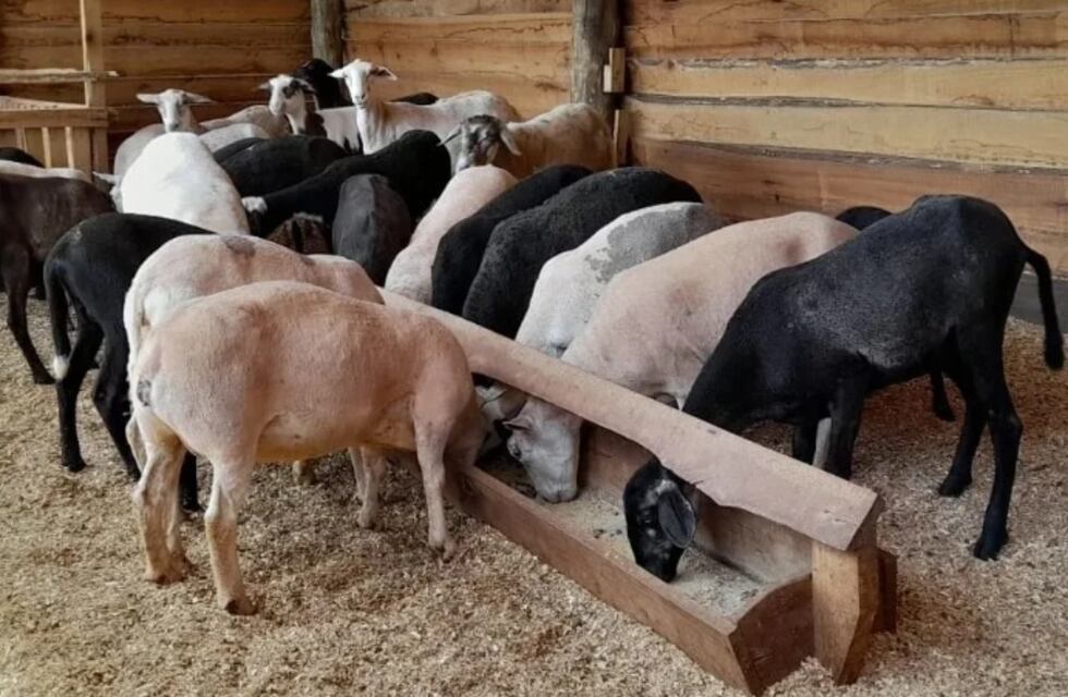 Comandante Andresito fue sede del primer remate ganadero ovino