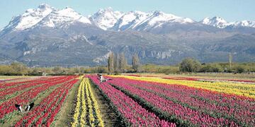 Como alfombras. Hileras cromáticas de 27 colores de tulipanes pintan el paisaje de Trevelin, amparado por la cadena montañosa.